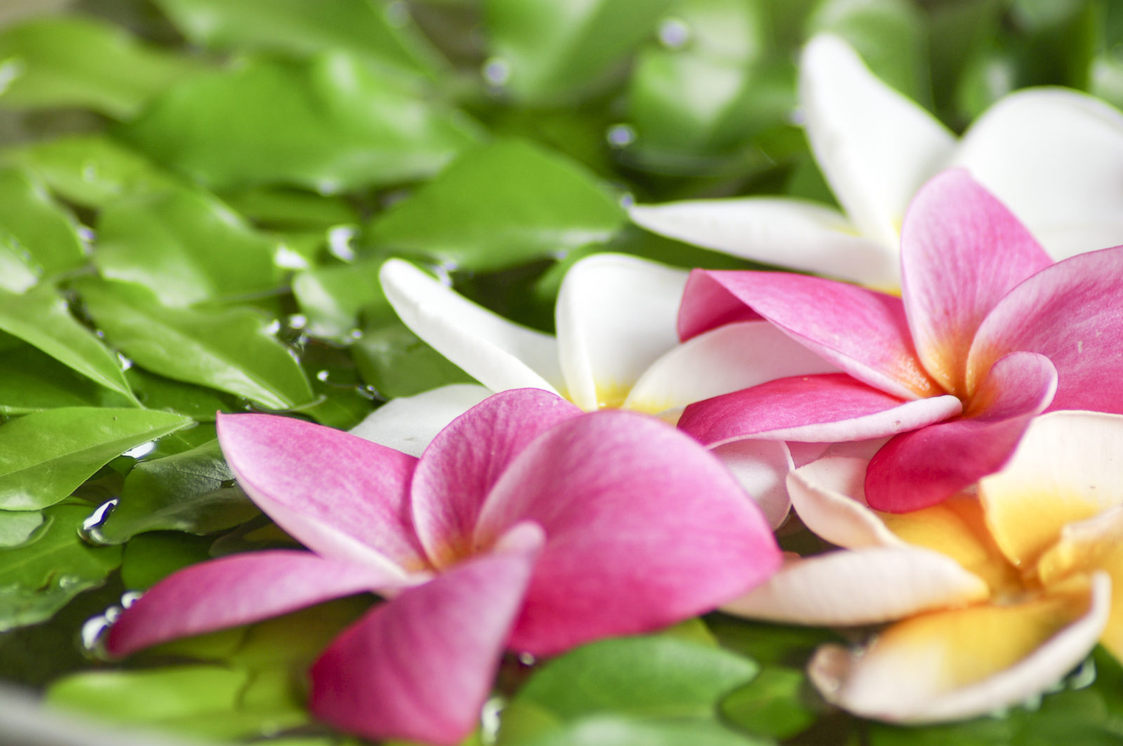 close up of pink and white water lillies and green lilly pads
