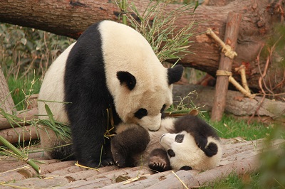 mother panda playing with baby panda in a zoo enclosure