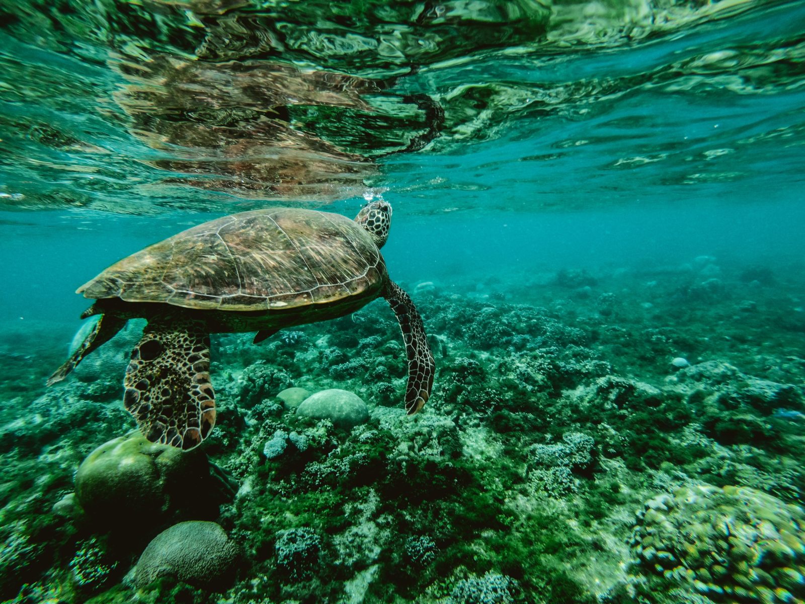 photo of large sea turtle swimming over a green coral reef