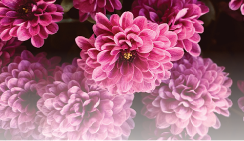 close up of bouquet of bright pink flowers