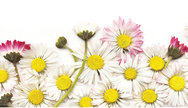 white and pink daisies laid out on white background
