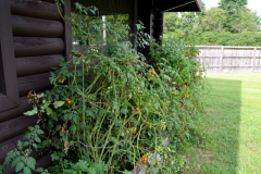 Resident Garden of Tomato Plants